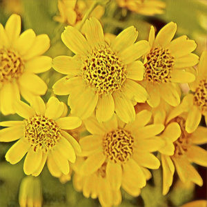 Arnica