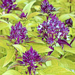 Basil