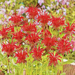Bee Balm