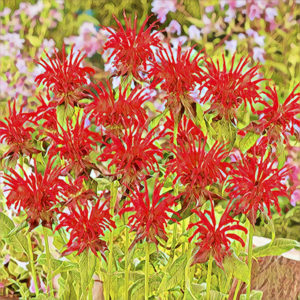 Bee Balm