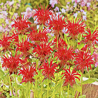 Bee Balm