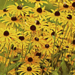 Black-Eyed Susan