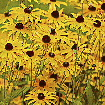 Black-Eyed Susan