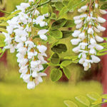 Black Locust