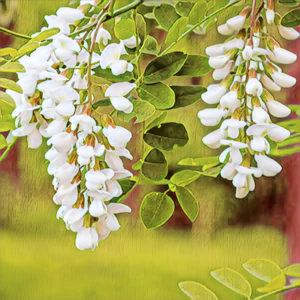 Black Locust