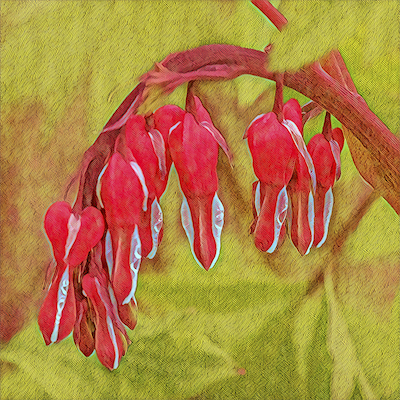 Bleeding Heart