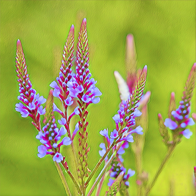 Blue Vervain