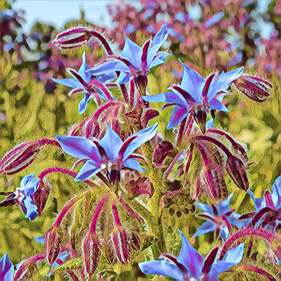 Borage
