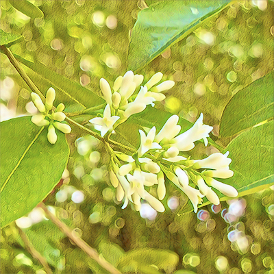 Boxwood