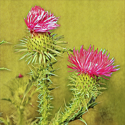 Bull Thistle