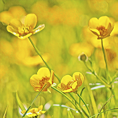Buttercup