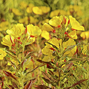 Coreopsis