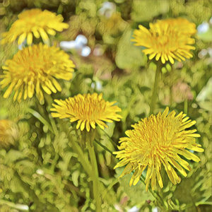 Dandelion