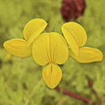 Birds Foot Trefoil