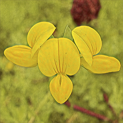 Birds Foot Trefoil