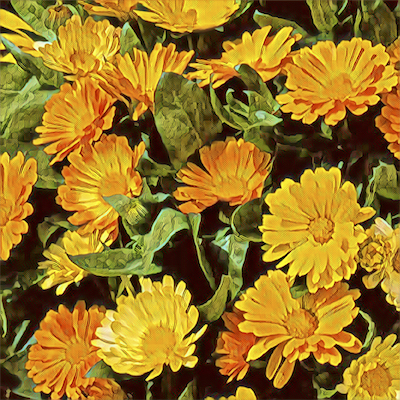 Calendula
