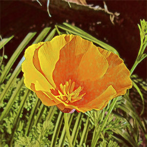 California Poppy