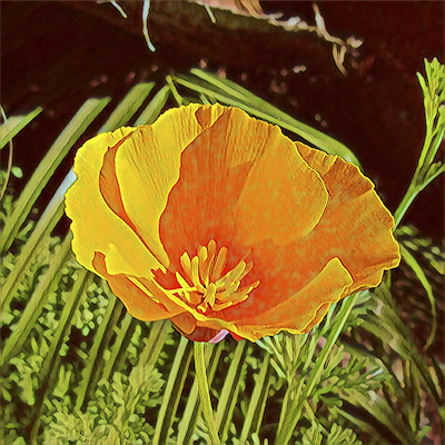 California Poppy