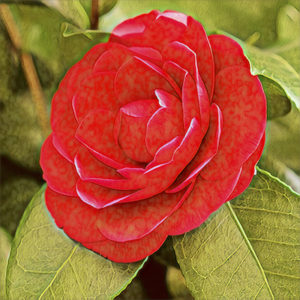 Camellia