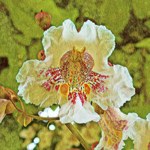Catalpa