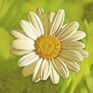 Chamomile