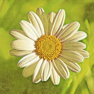 Chamomile