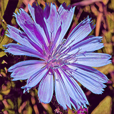 Chicory