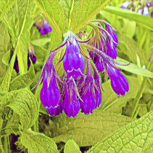Comfrey