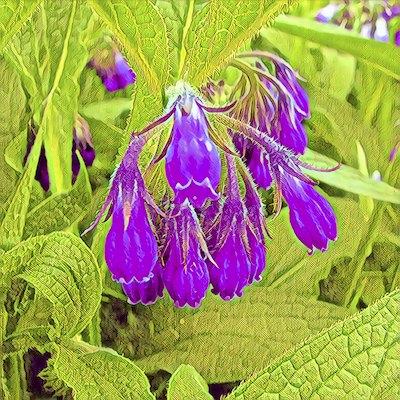 Comfrey