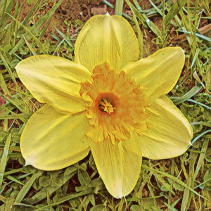 Daffodil