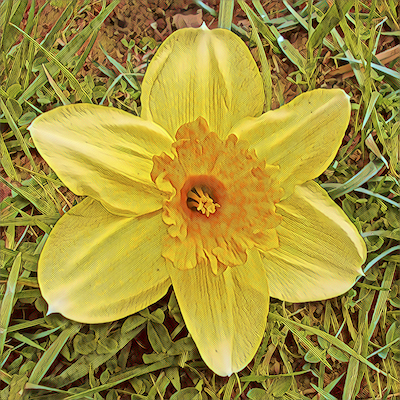 Daffodil