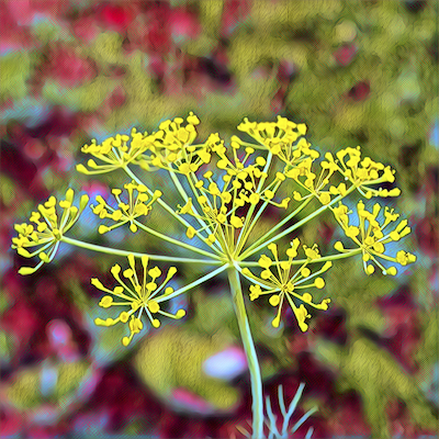 Dill