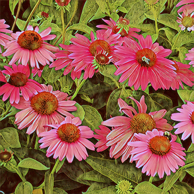 Echinacea