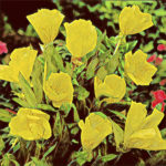 Evening Primrose