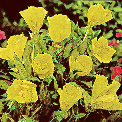 Evening Primrose
