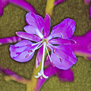 Fireweed