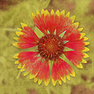 Gaillardia
