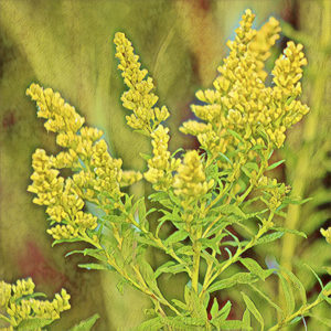 Goldenrod