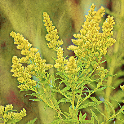 Goldenrod