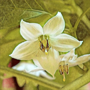 Habanero