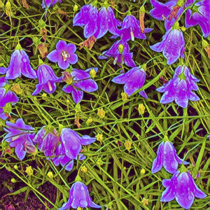 Harebell