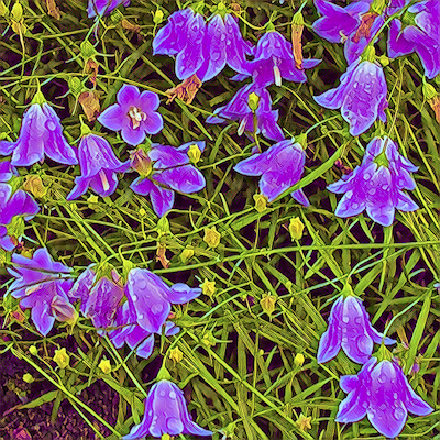 Harebell