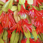 Holiday Cactus