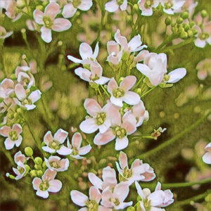 Horseradish