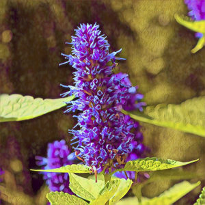 Hyssop