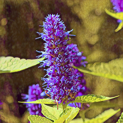Hyssop