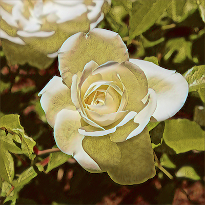 Iceberg Rose