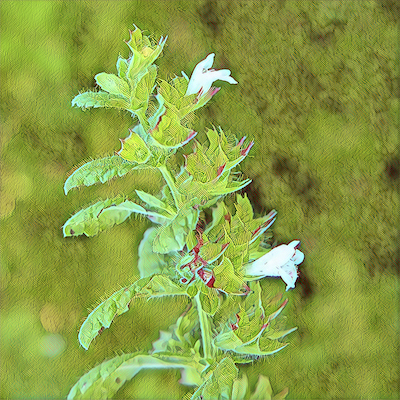 Lemon Balm