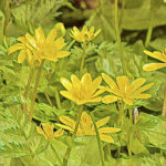 Lesser Celandine