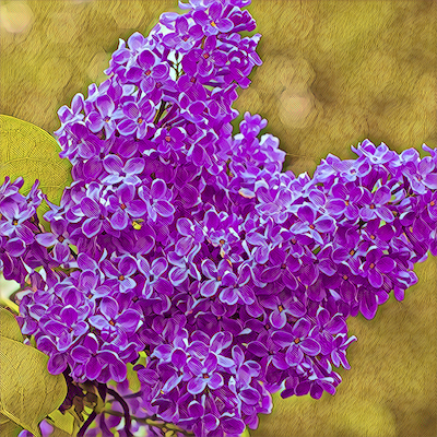 Lilac